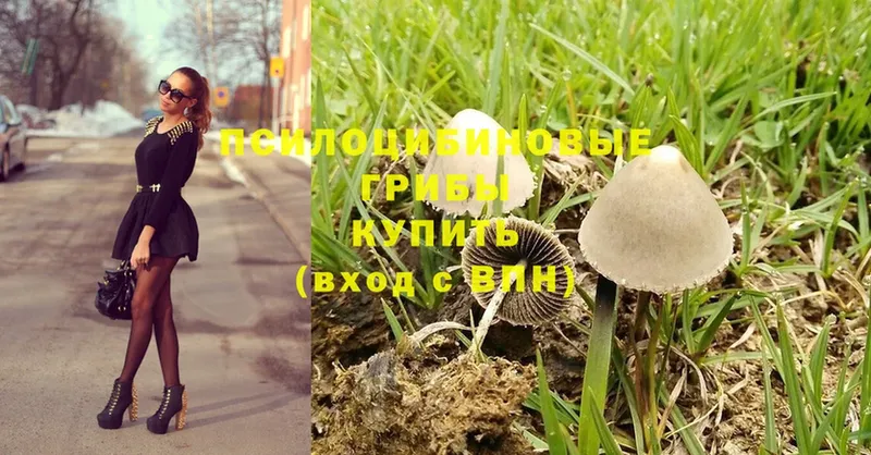 наркотики  Северск  Галлюциногенные грибы Cubensis 